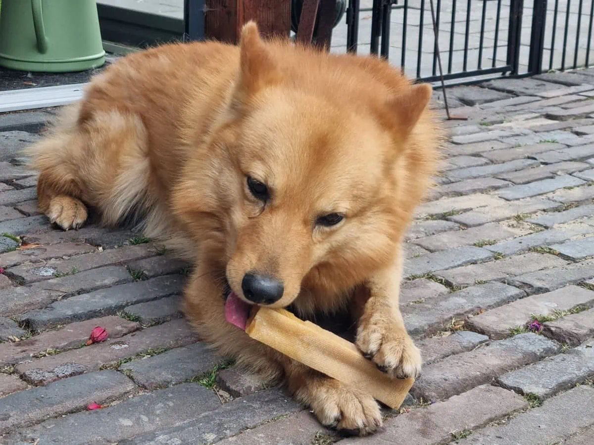 Finse Spits zoekt een nieuw huisje