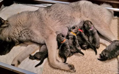 Noorse Elandhond, Grijs – Van de Wueste Graaf